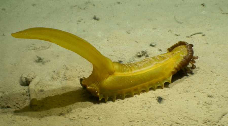 Deep-sea mining may affect thousands of new species found in hotspot