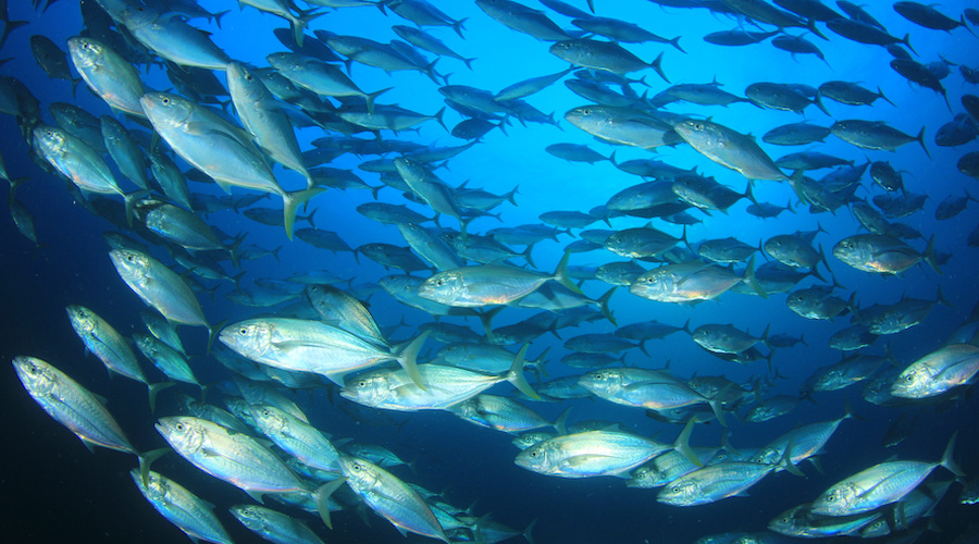 Deep-sea mining could hurt $5.5bn tuna industry, study claims