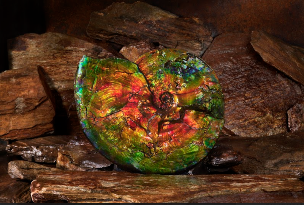 KORITE-Ammonite-1024x689.png